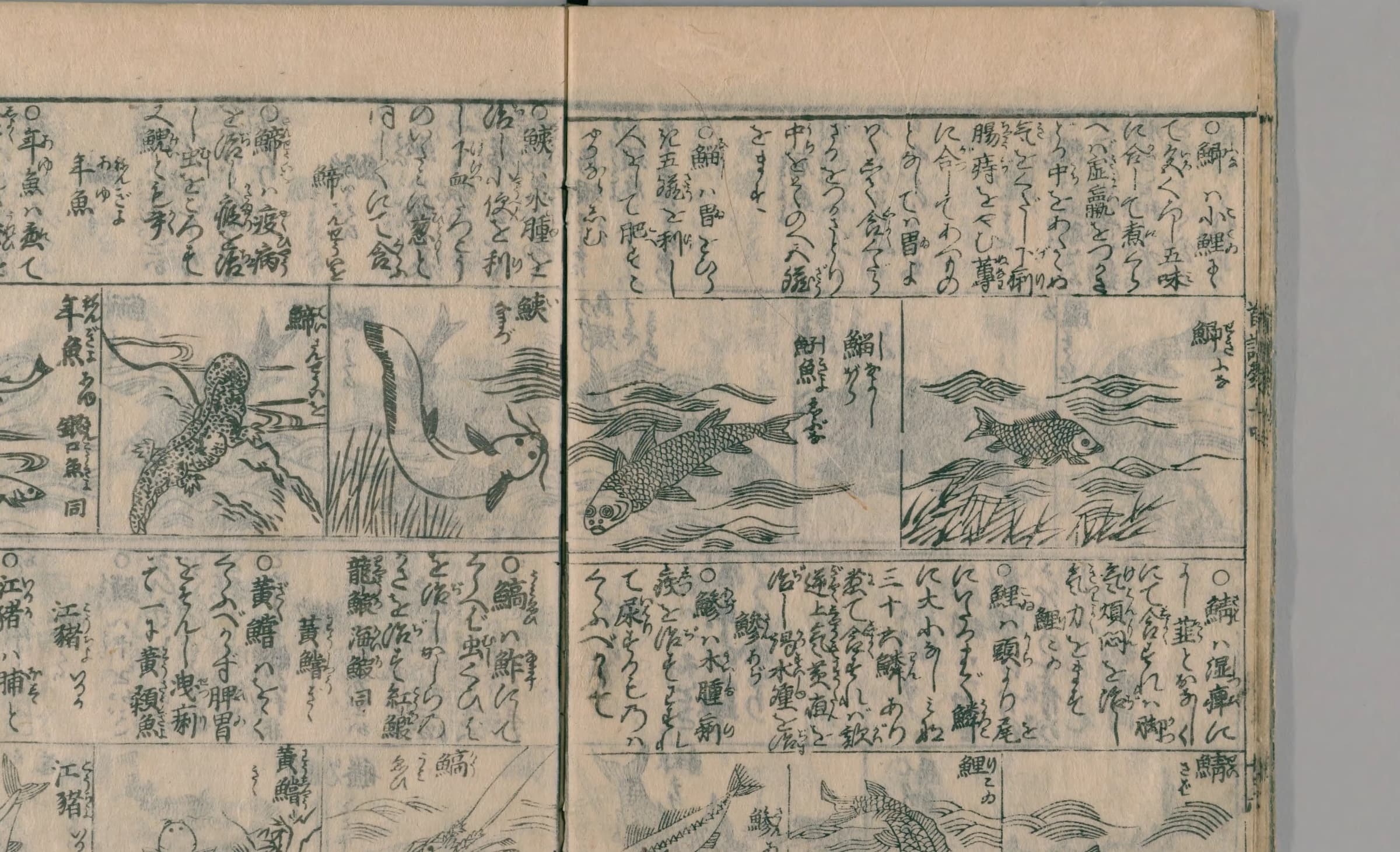 『頭書増補訓蒙図彙』巻14 水族の部 クローズアップ コマ18