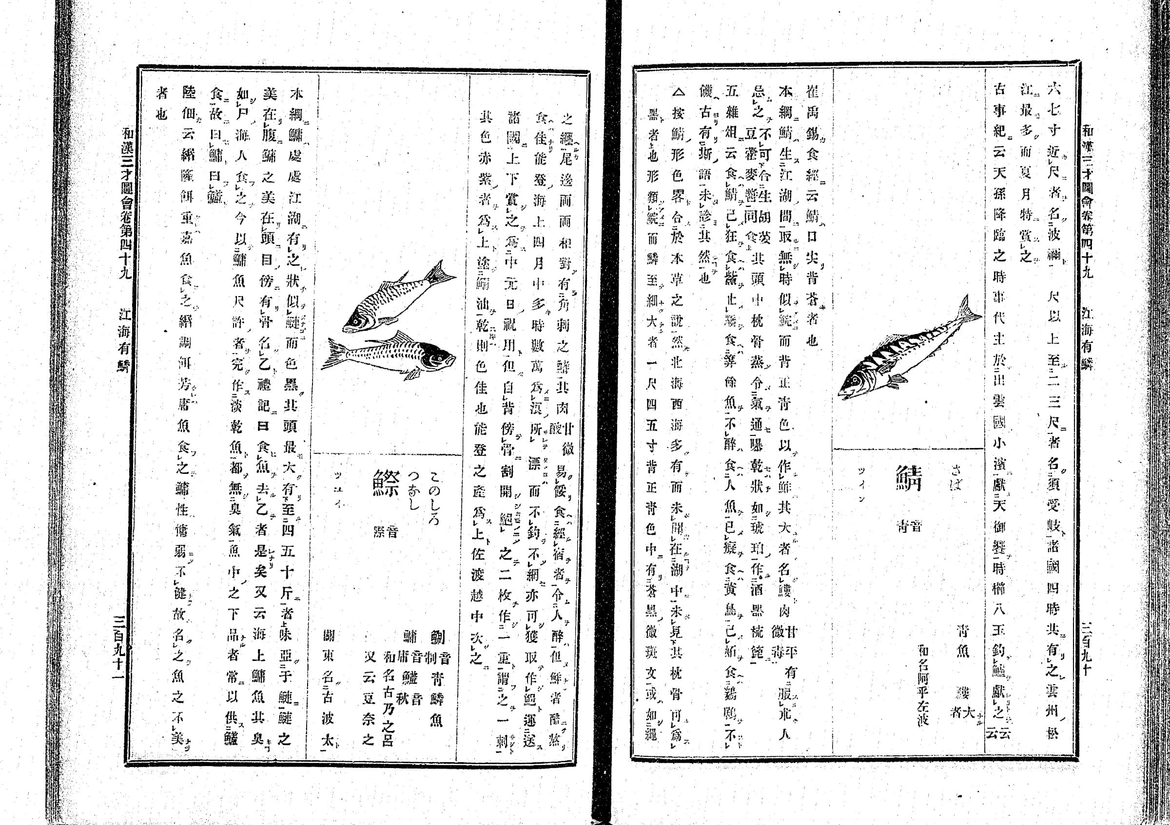 『和漢三才図会』鯖の項 クローズアップ コマ202