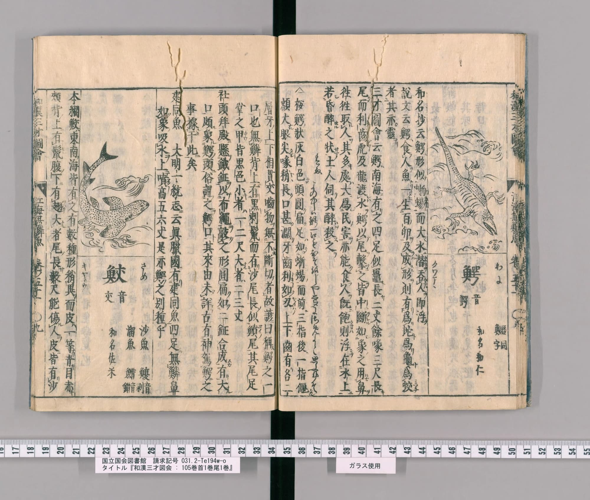 『和漢三才図会』巻五十一コマ18の見開き。左ページ上に波間で身をくねらせるサメの絵、その下に見出し「鮫」。右ページはワニの項