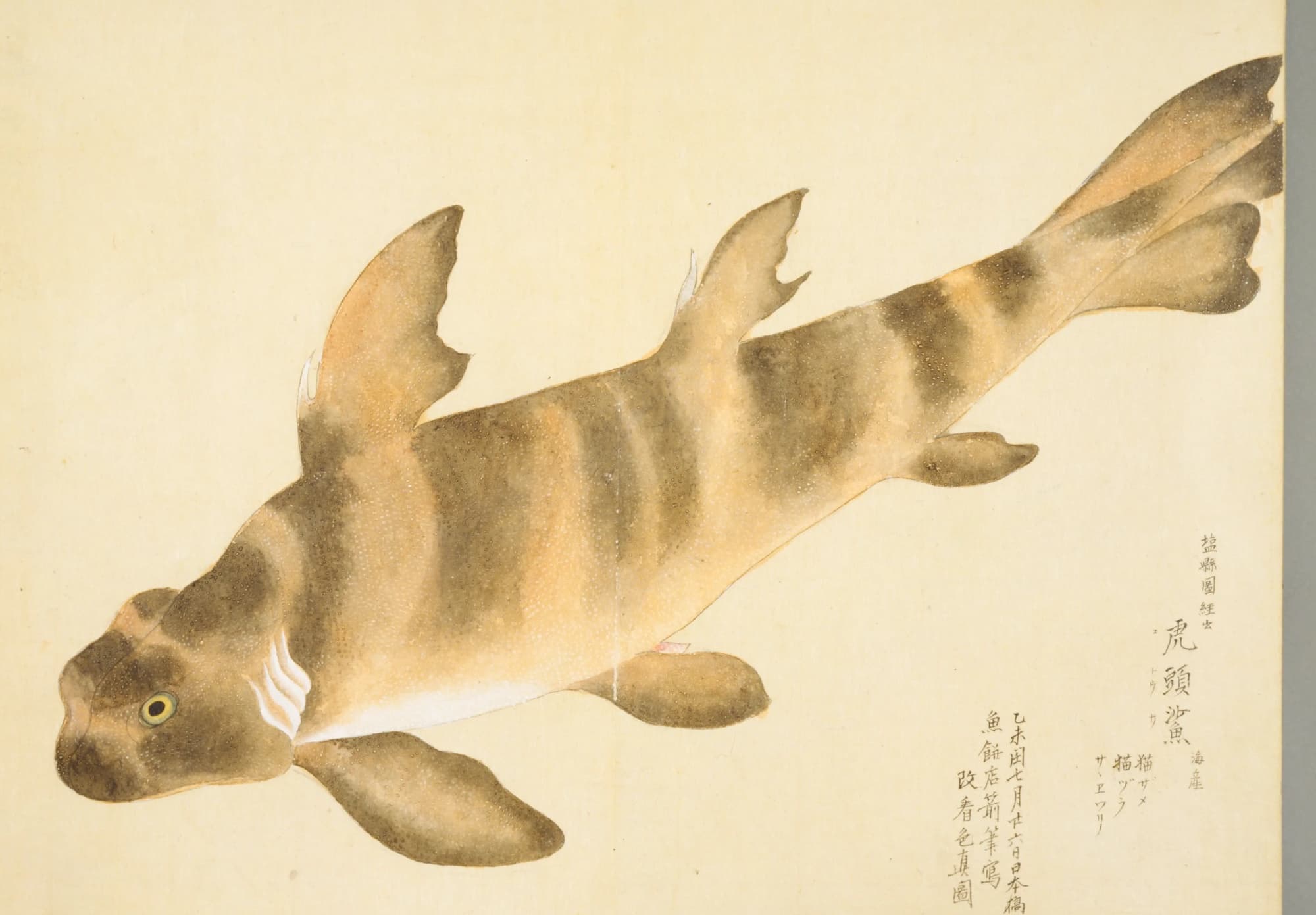 『梅園魚品図正』のネコザメの彩色図。茶色の縞模様の体に、細かな白い点が一面に描かれている