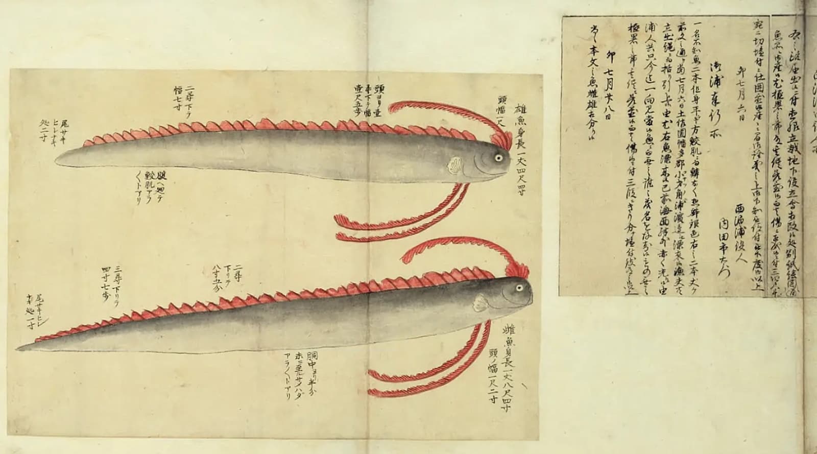 『異魚図賛』に描かれた、銀色の細長い体に赤いひれの立つ二匹の魚の彩色図と、浜に流れ着いたことを届けた文書