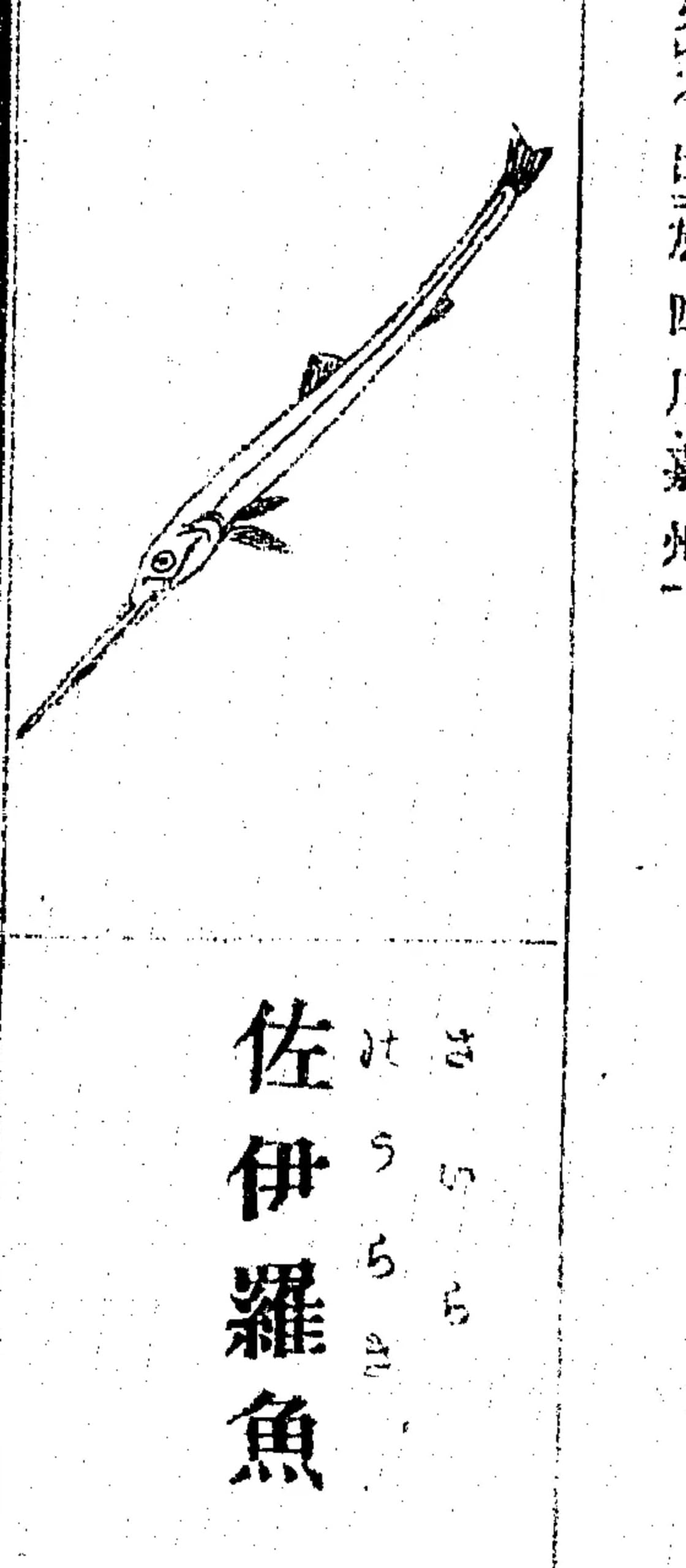 『和漢三才図会』巻第四十九「佐伊羅魚」の図と見出し。ふりがなは「さいら」