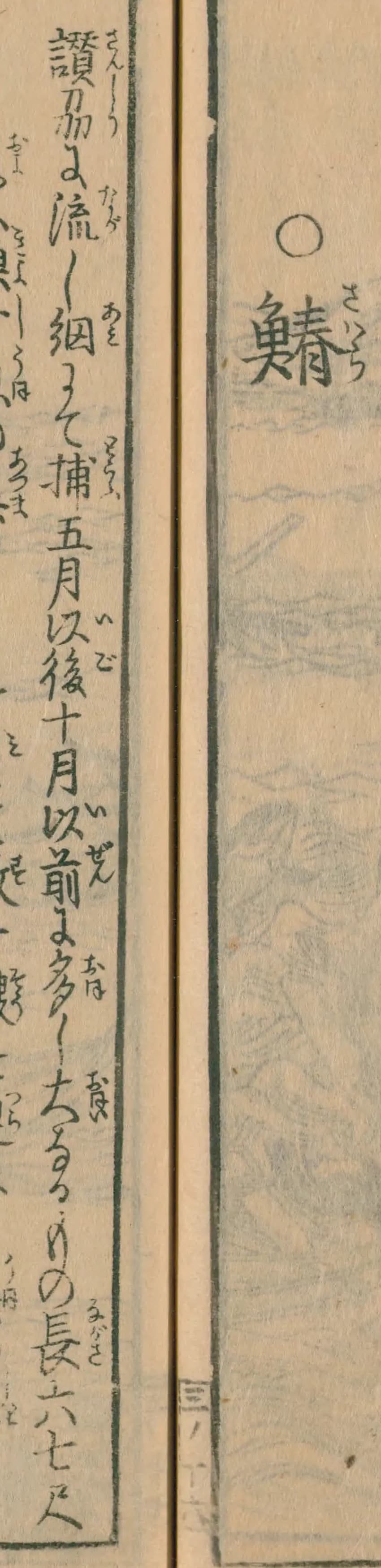 『日本山海名産図会』巻之三、見出し「○鰆」と本文の書き出しの列