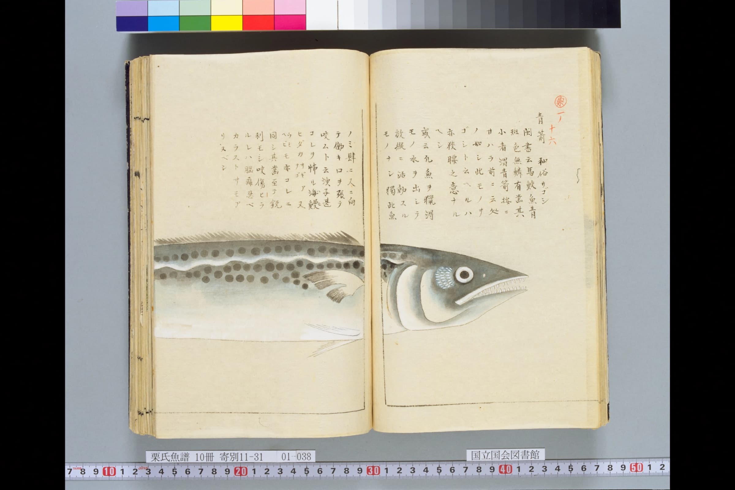『栗氏魚譜』の見開き。細長い魚の頭と胴が左右のページにまたがって描かれ、右上に「青箭」の書き入れ