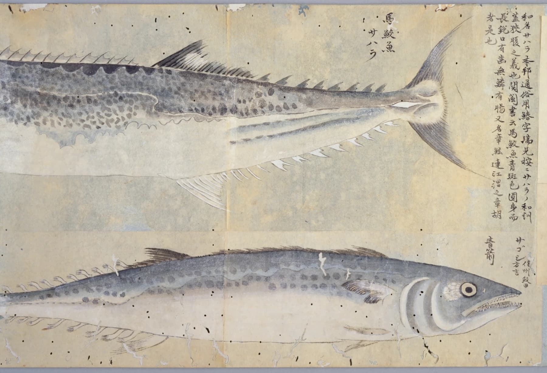 栗本丹洲の魚譜の巻物に描かれたサワラ二尾。上は大きな魚の尾の側、下は細身の魚で、どちらも灰青色の背に黒い斑点が並ぶ