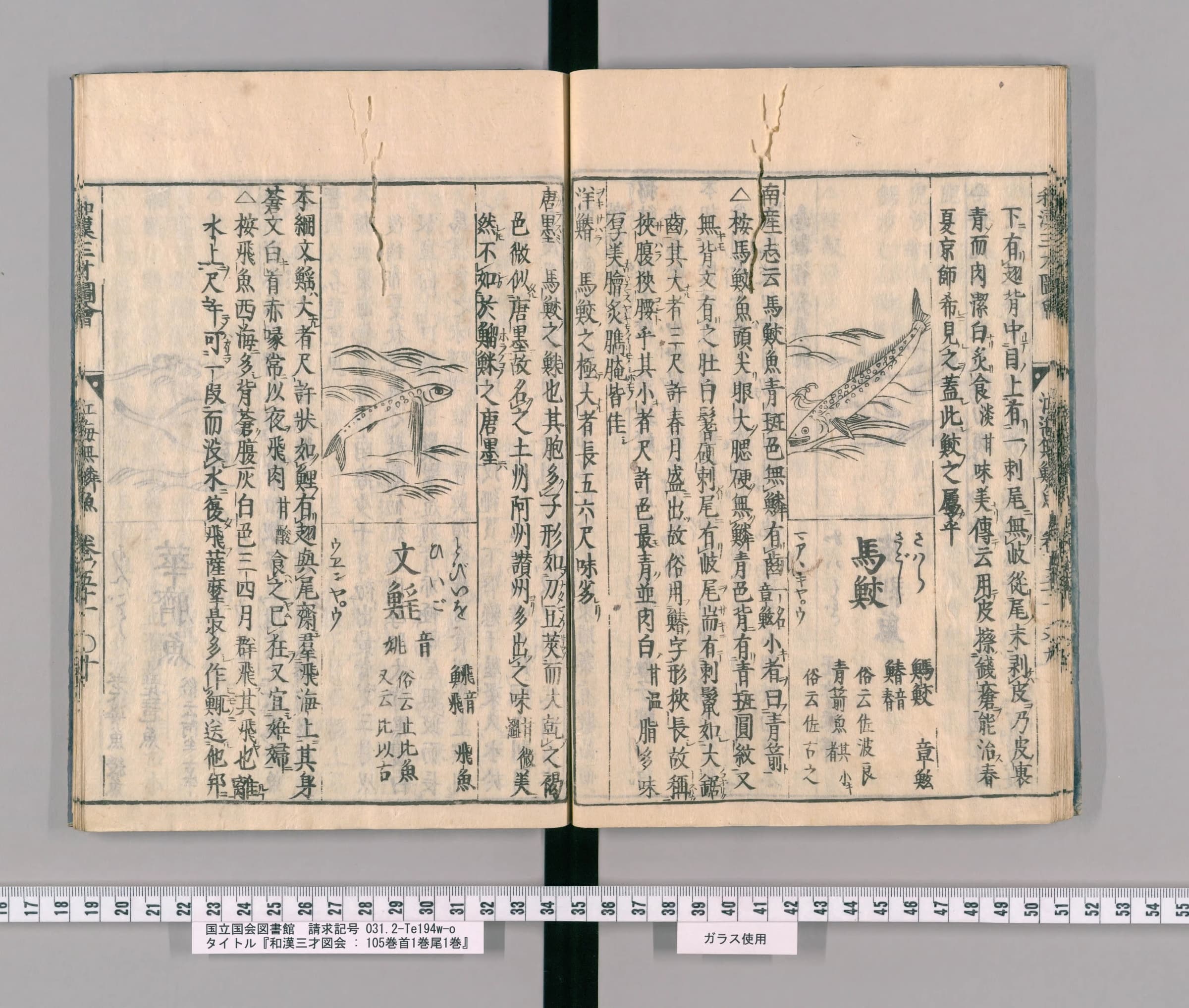 『和漢三才図会』巻五十一の見開き。右ページに馬鮫の絵と見出し、左ページに唐墨と文鰩魚の項