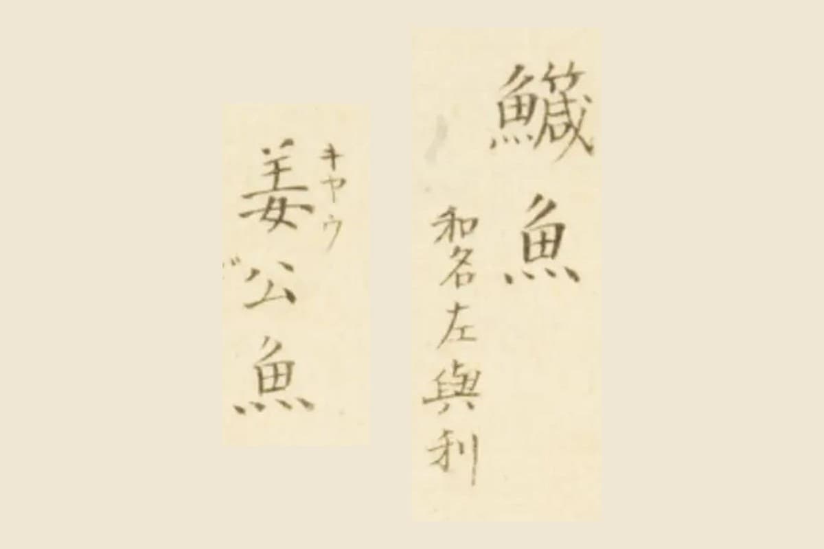 『梅園魚品図正』コマ12の「鱵魚」「和名左與利」と「姜公魚」の大写し