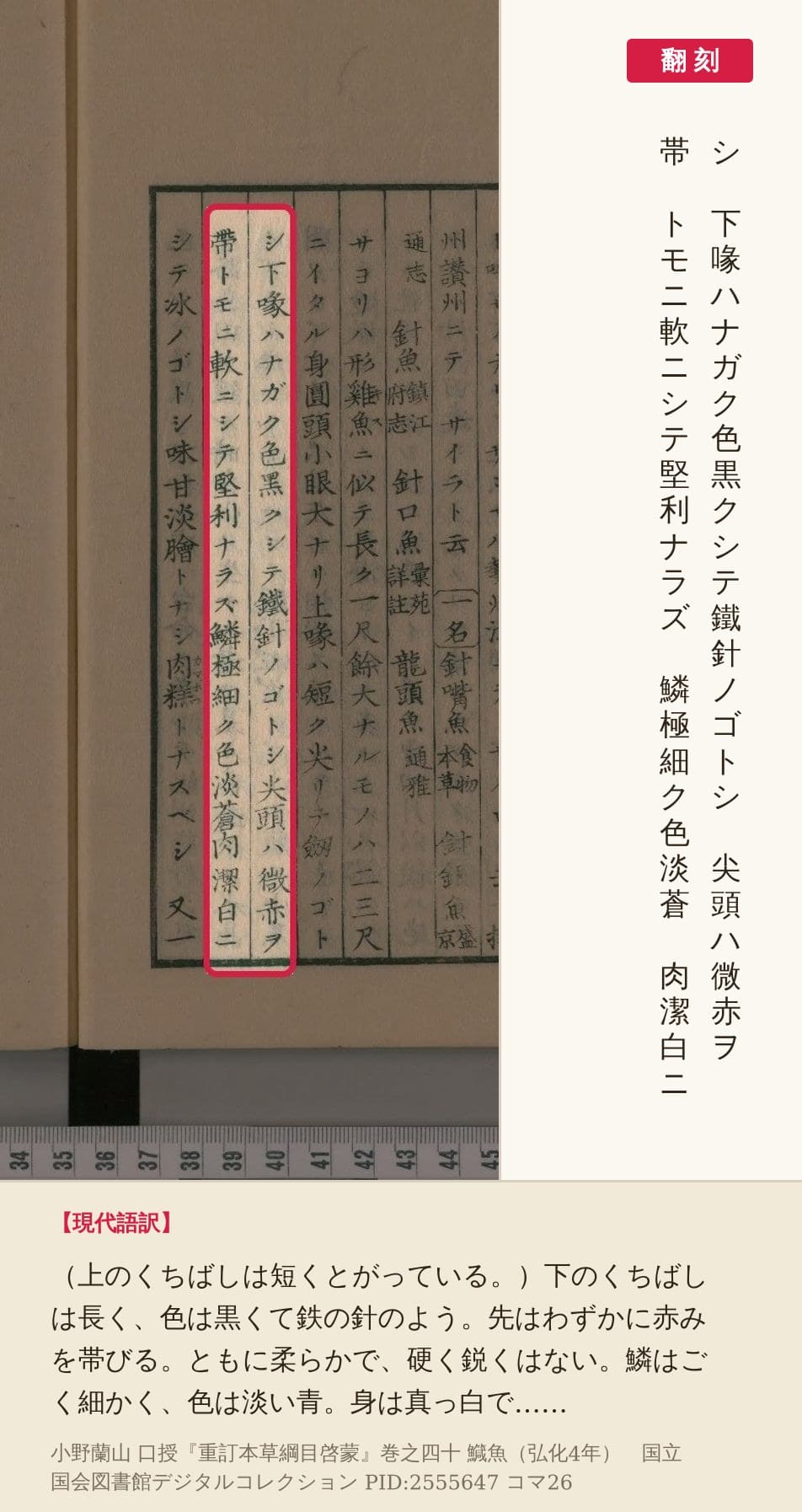 『重訂本草綱目啓蒙』コマ26の鱵魚の姿を書いた二列を赤枠で囲み、翻刻と現代語訳を並べた画像