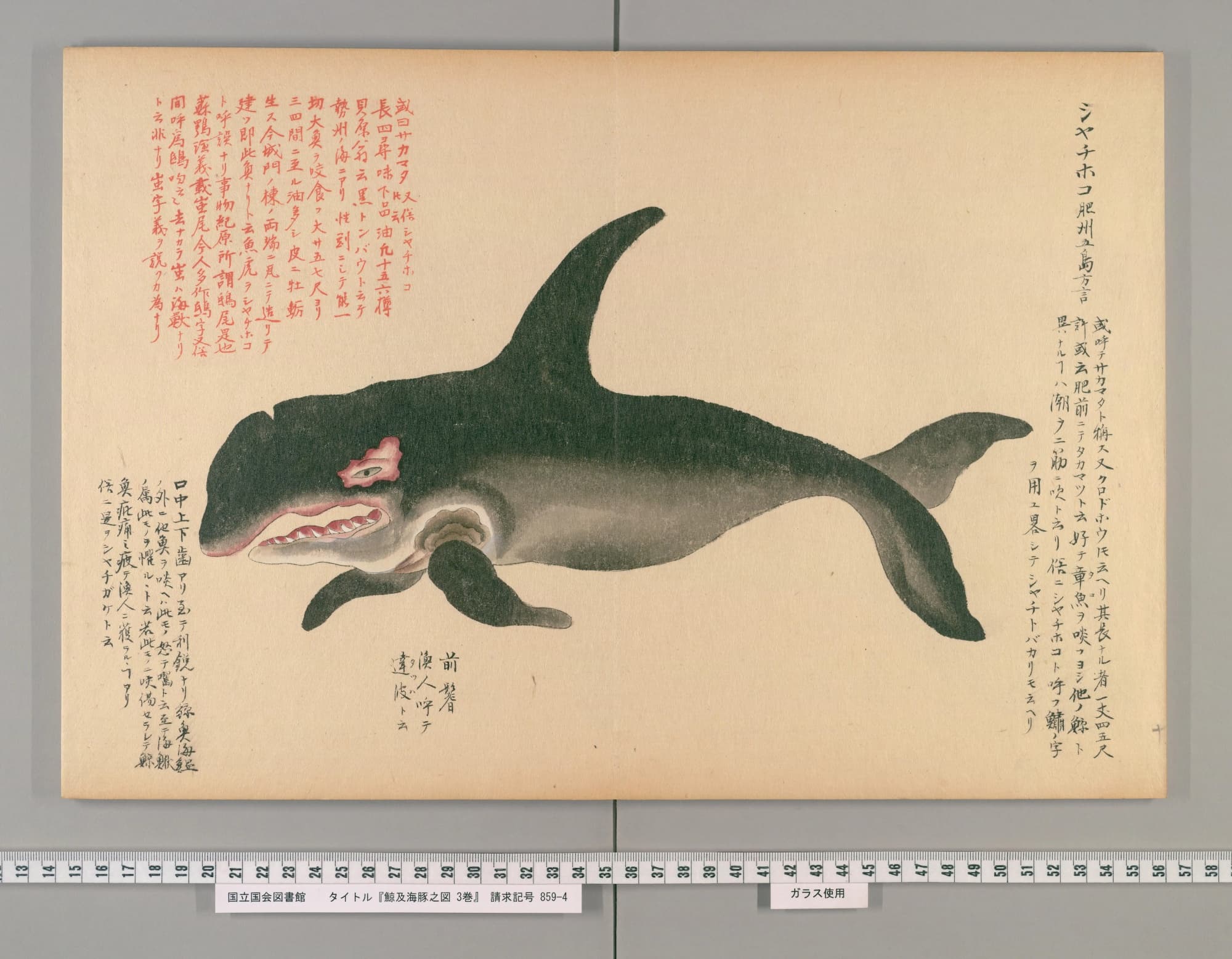 『鯨及海豚之図』の見開き。黒い背に大きな背びれ、白い腹、鋭い歯のならぶ口をしたシャチの彩色図。右上に「シヤチホコ」と見出しがある
