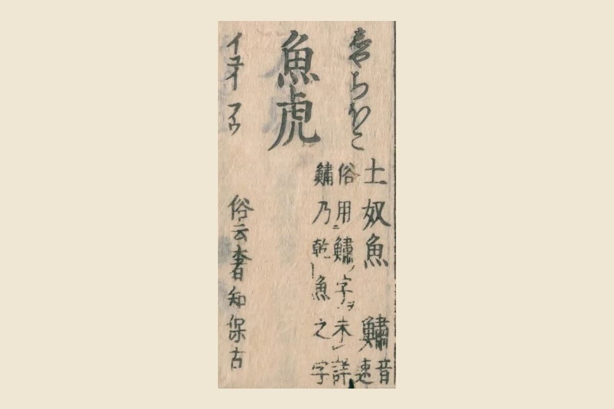 『和漢三才図会』の見出し「魚虎」と振り仮名「しやちほこ」、脇の「俗用鱐字未詳　鱐乃乾魚之字」の大写し
