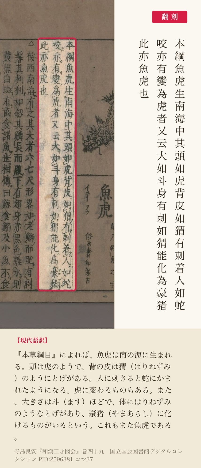 『和漢三才図会』コマ37の「本綱魚虎生南海中其頭如虎」から「此亦魚虎也」までの3列と翻刻
