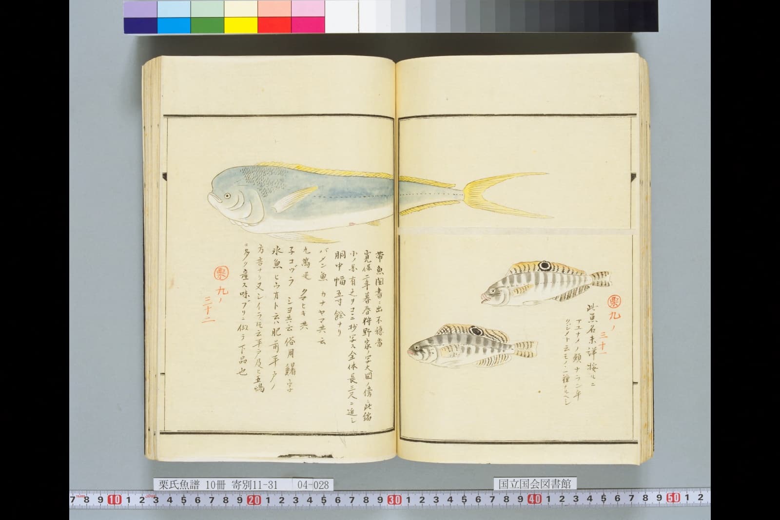 『栗氏魚譜』の見開き。左ページに、青い体に黄色いひれ、額の張り出した大きな魚。右ページにしま模様の小さな魚が二尾