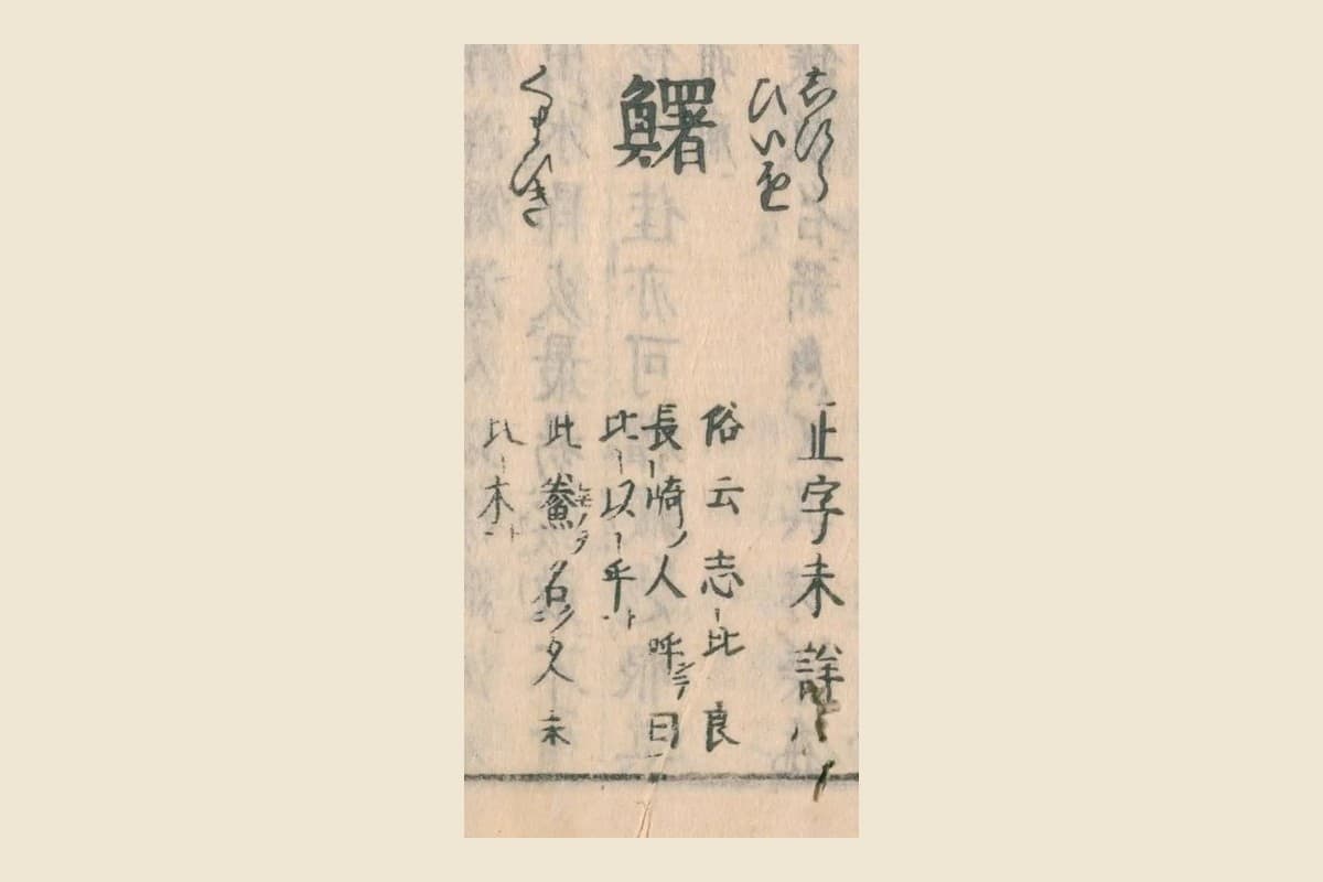 『和漢三才図会』コマ29の見出し「鱰」と振り仮名「しひら」「ひいを」「くまひき」、注「正字未詳」「俗云志比良」の大写し