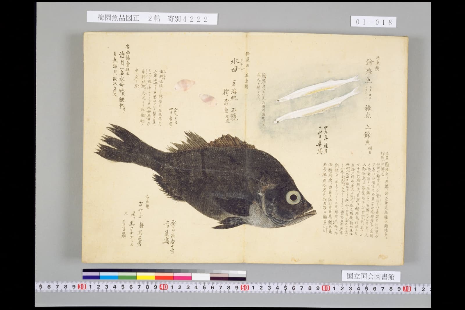 『梅園魚品図正』2帖。右上に白魚が二尾、下に黒い魚（カサゴ）が描かれている