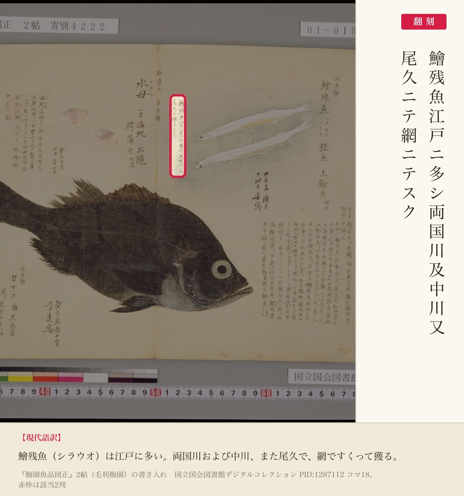 『梅園魚品図正』2帖の白魚。右上に「鱠残魚 銀魚 王餘魚」、脇に梅園の書き入れ