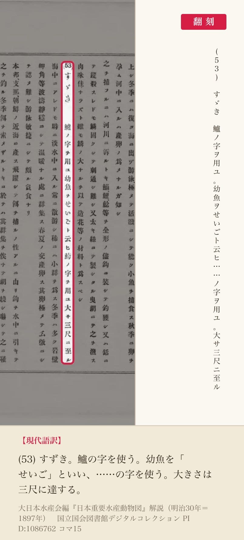 『日本重要水産動物図』解説コマ15の「(53)すゞき 鱸ノ字ヲ用ユ幼魚ヲせいごト云ヒ」の列と翻刻