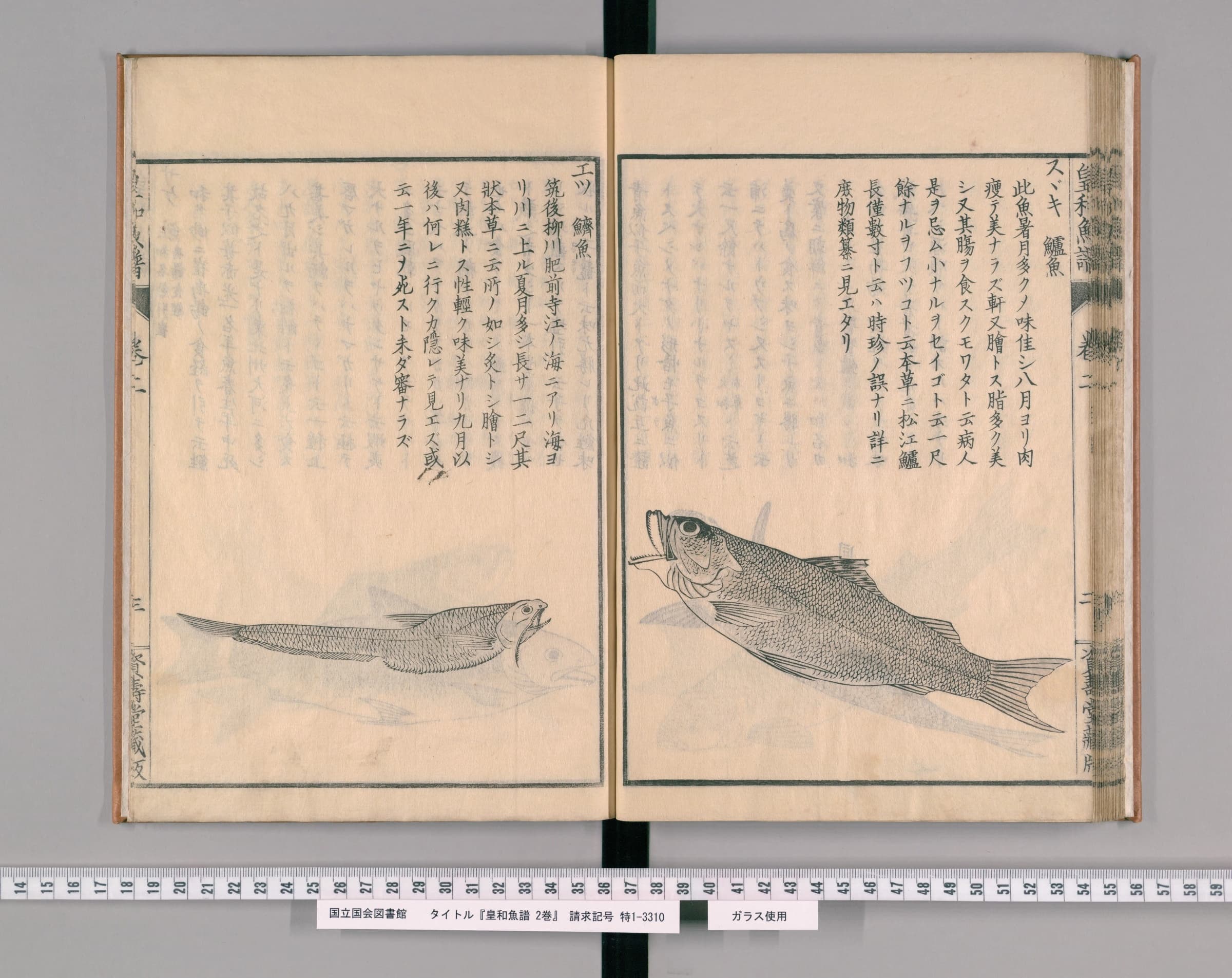 『皇和魚譜』巻二の見開き。右ページに見出し「スヾキ 鱸魚」と説明、その下に墨一色で描かれたスズキの絵