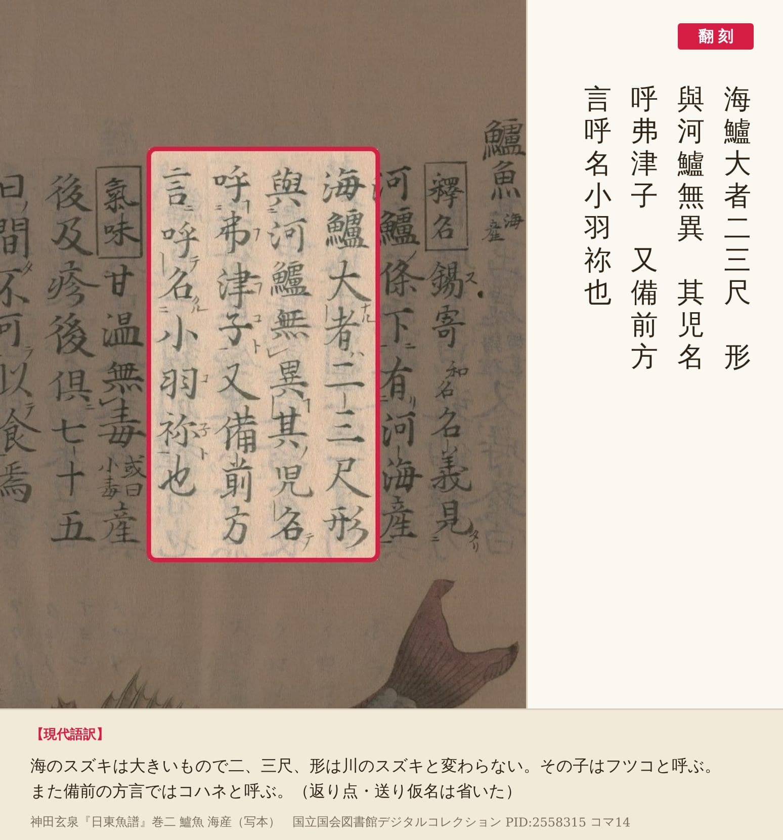 『日東魚譜』コマ14の「海鱸大者二三尺」から「小羽祢也」までの4列の赤枠と翻刻
