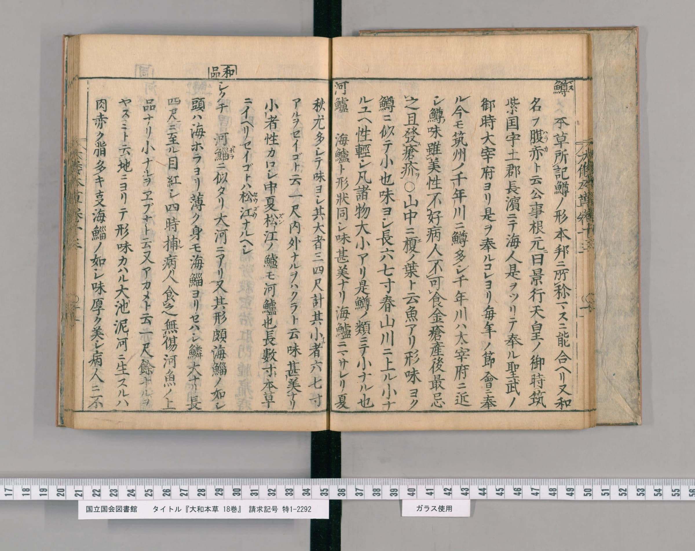 『大和本草』巻十三の見開き。右ページの末に見出し「河鱸」、左ページへ説明が続く