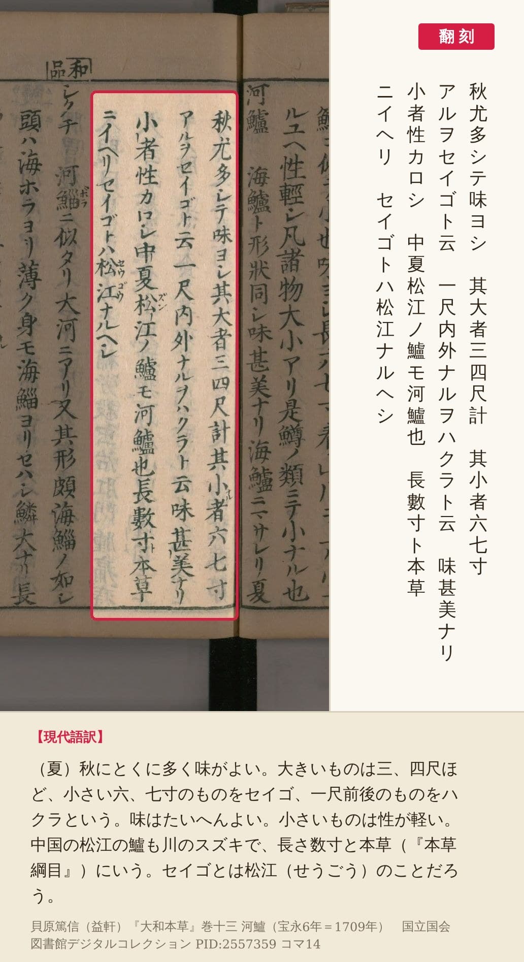 『大和本草』コマ14の河鱸の説明4列の赤枠と翻刻