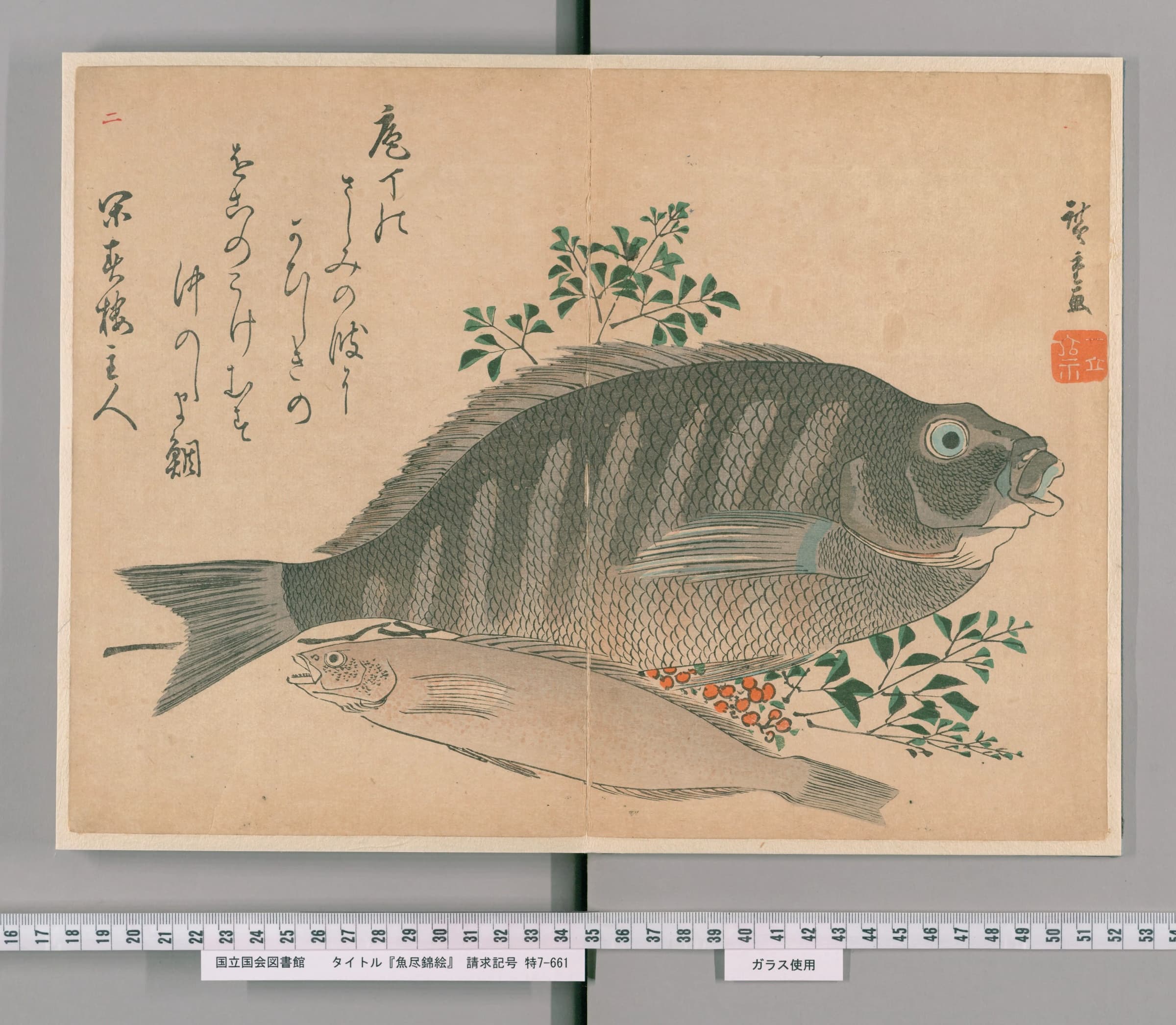 歌川広重が描いた鯛の錦絵。大きな一尾の下に小魚が重なり、南天の枝と実が添えられている