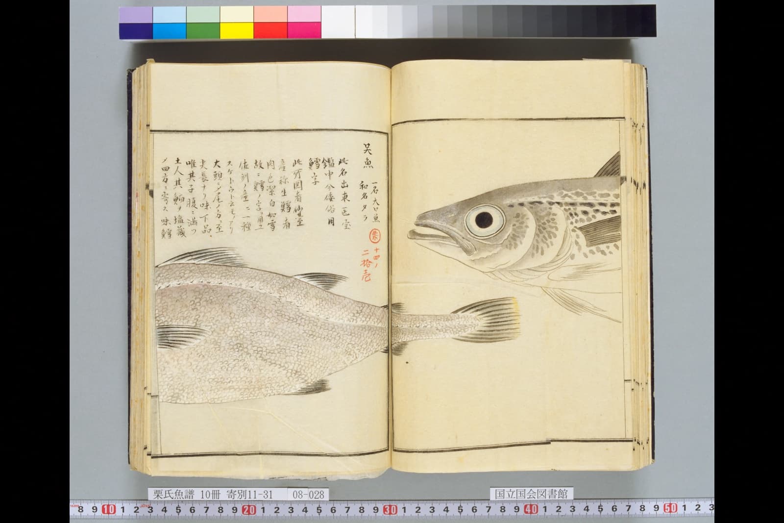『栗氏魚譜』巻14コマ36の見開き。右ページに「呉魚 一名大口魚 和名タラ」の書き入れとタラの胴体、左ページにタラの頭部の彩色図