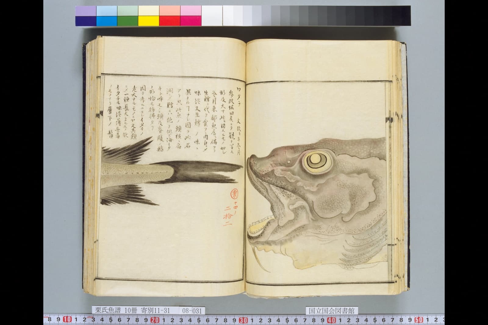 『栗氏魚譜』巻14コマ39の見開き。左ページに尾びれ、右ページに大きな口を開けた魚の頭部の彩色図。書き入れに「ワタラ」とある