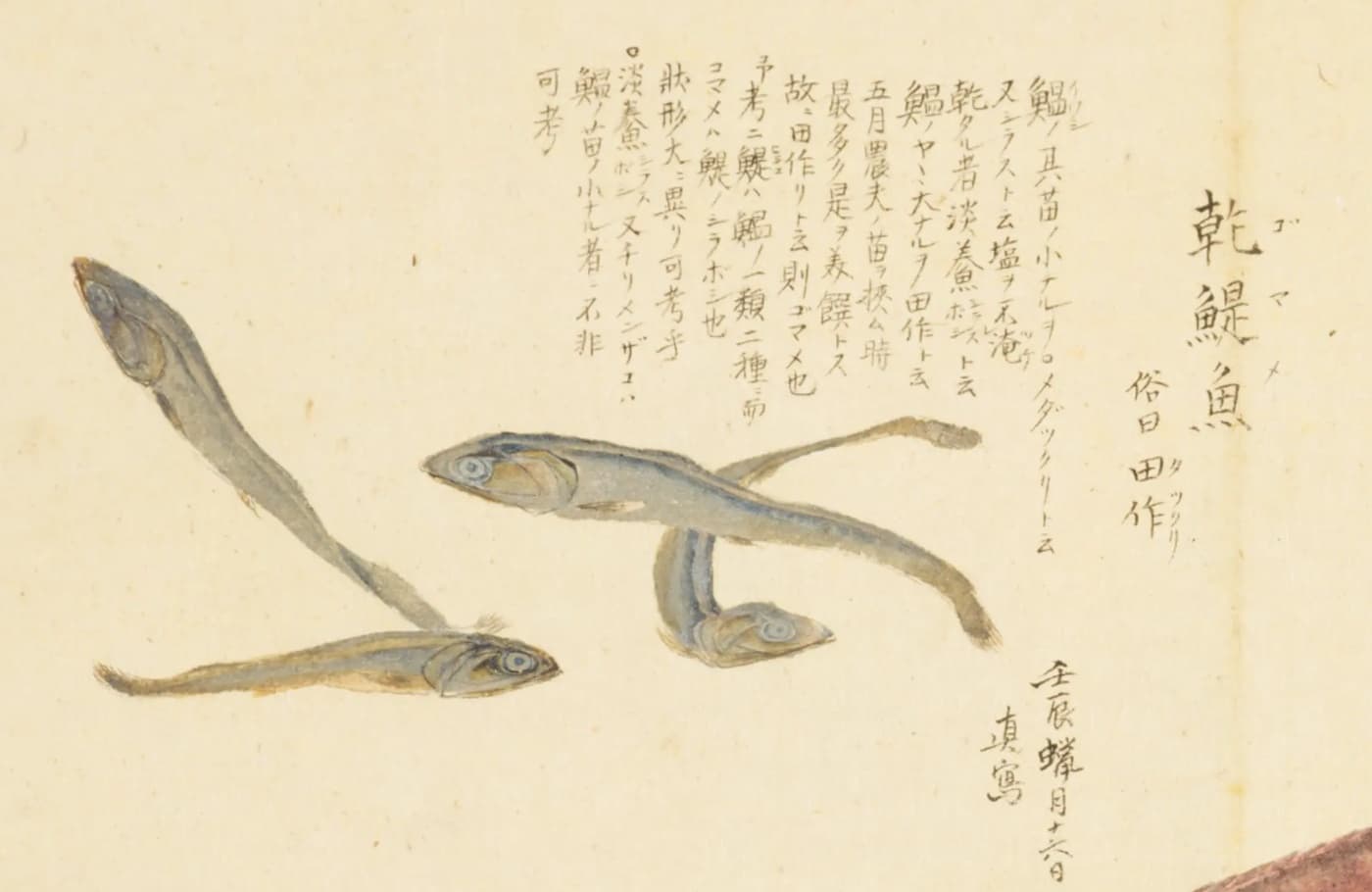 『梅園魚品図正』コマ9の左上。干した小イワシ四尾の絵と、題「乾鯷魚　俗曰田作」、その左に書き入れ