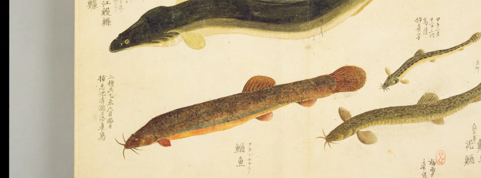 『梅園魚品図正』2帖コマ27に描かれたウナギとドジョウの仲間（部分）