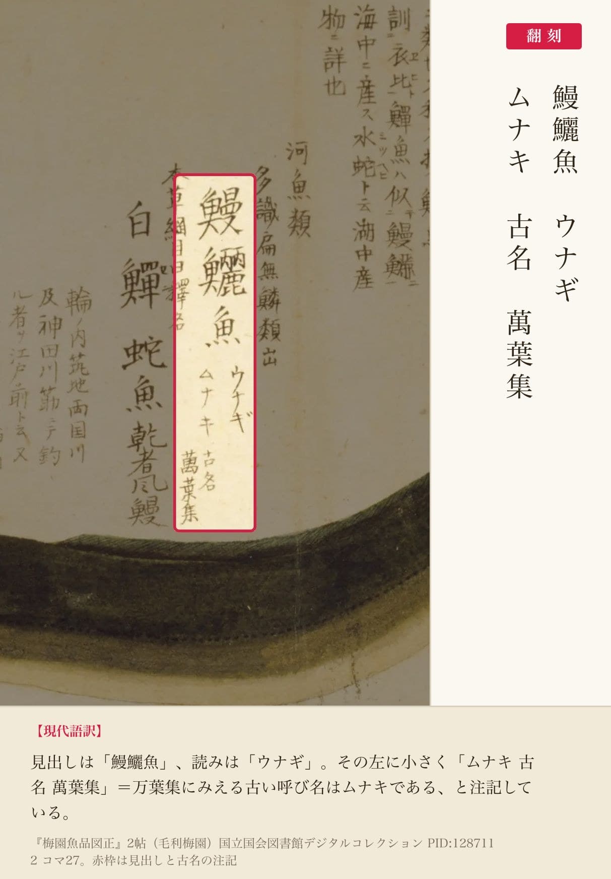 『梅園魚品図正』2帖コマ27、見出しと古名の注記の赤枠注釈と翻刻