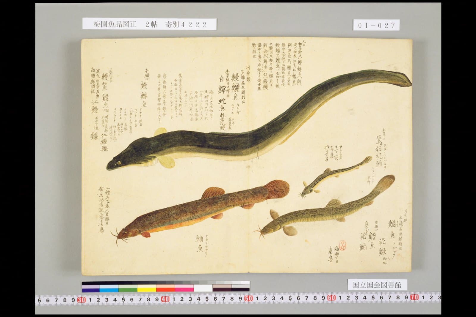 『梅園魚品図正』2帖のウナギの図（NDL PID:1287112 コマ27）