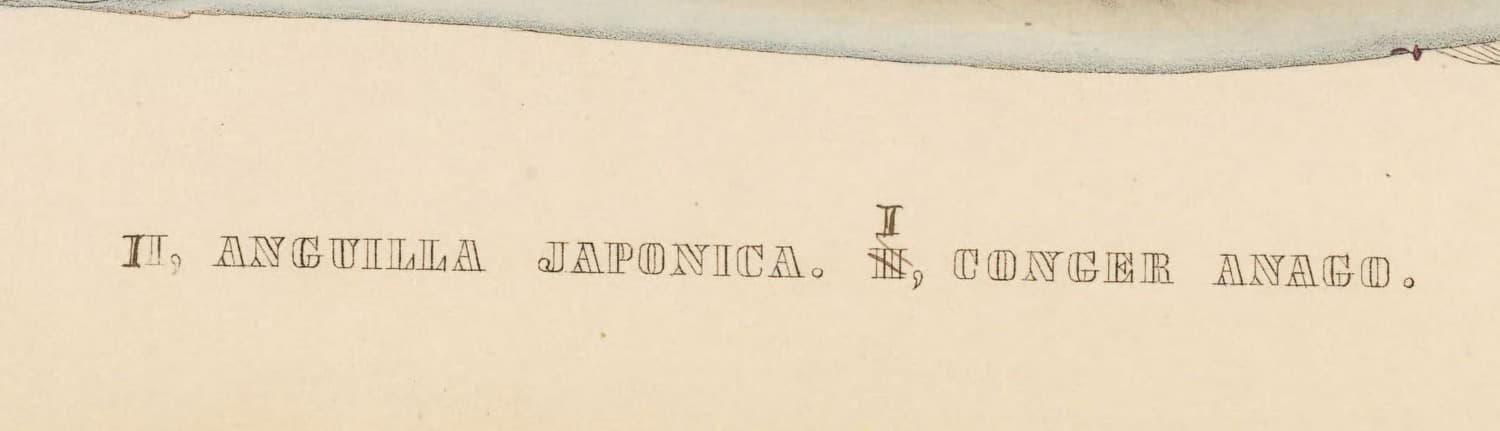 『日本動物誌』魚類編 第113図の学名の刻字（部分拡大）