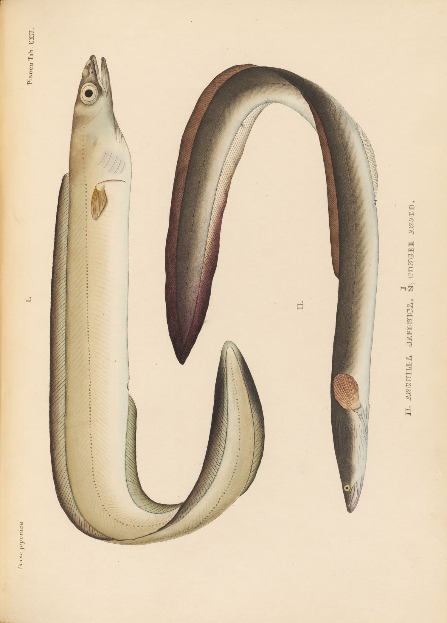 『日本動物誌』魚類編 第113図（Fauna japonica, Pisces, Tab. CXIII）