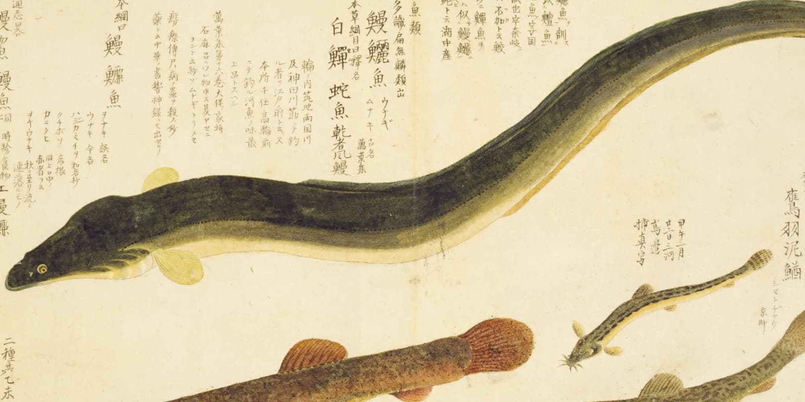 『梅園魚品図正』のウナギの図の、見出し「鰻鱺魚（ウナギ・ムナキ）」と右上の書き入れのあたり