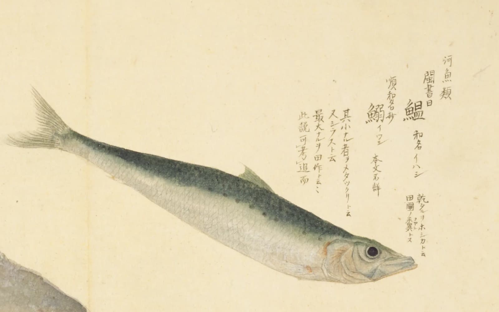 『梅園魚品図正』巻一の鰯の彩色図。青緑の背に黒い点が並ぶ細長い魚。右上に「閩書曰 鰮 和名イハシ」「順和名抄 鰯イワシ 本文不詳」の書き入れ