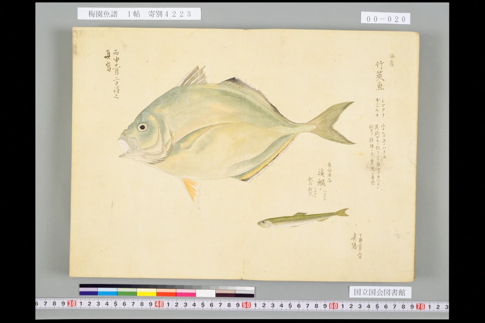 『梅園魚譜』コマ20の見開き。大きな平たい魚の右下に、細長い小さな魚が一尾。そばに名前の書き入れ