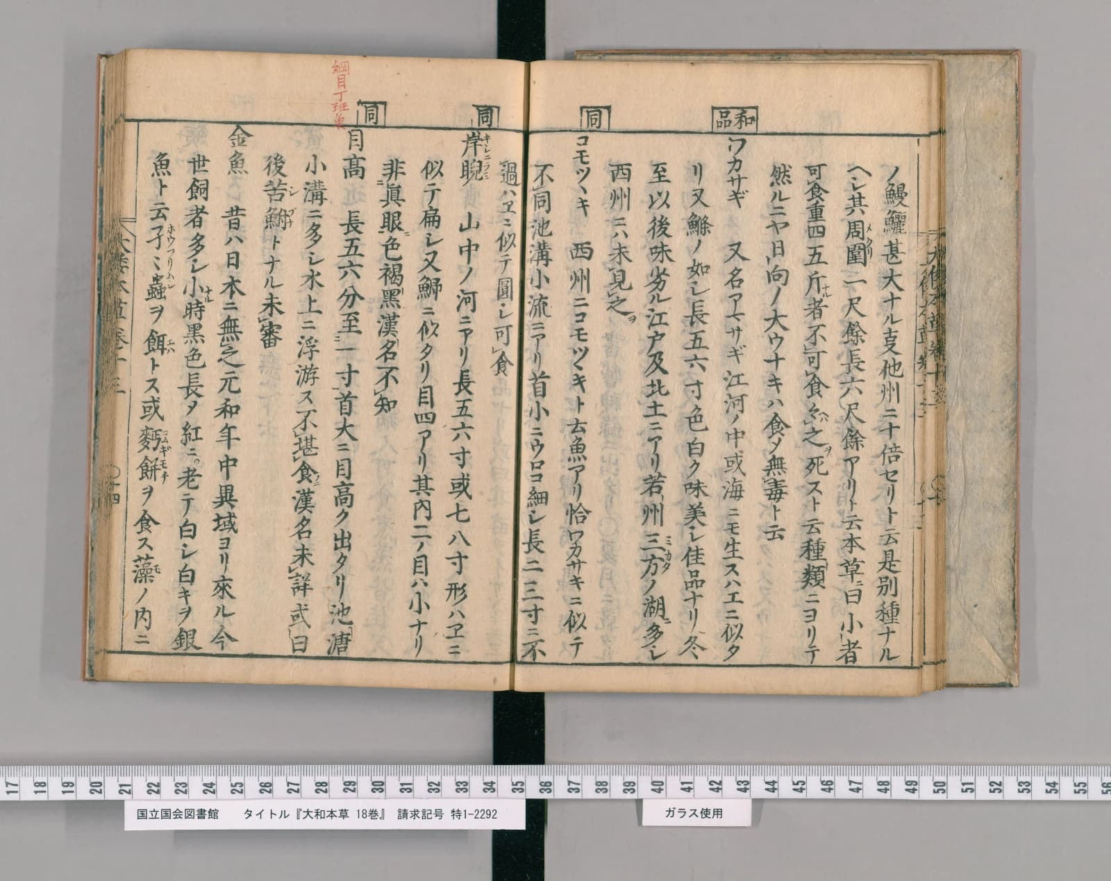『大和本草』巻十三コマ16の見開き。右ページの中ほどにカタカナの見出し「ワカサギ」