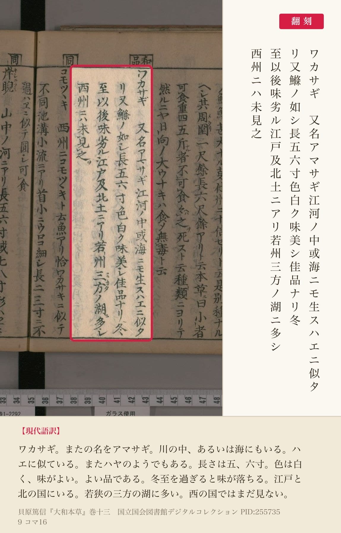 『大和本草』コマ16のワカサギの項4列と翻刻