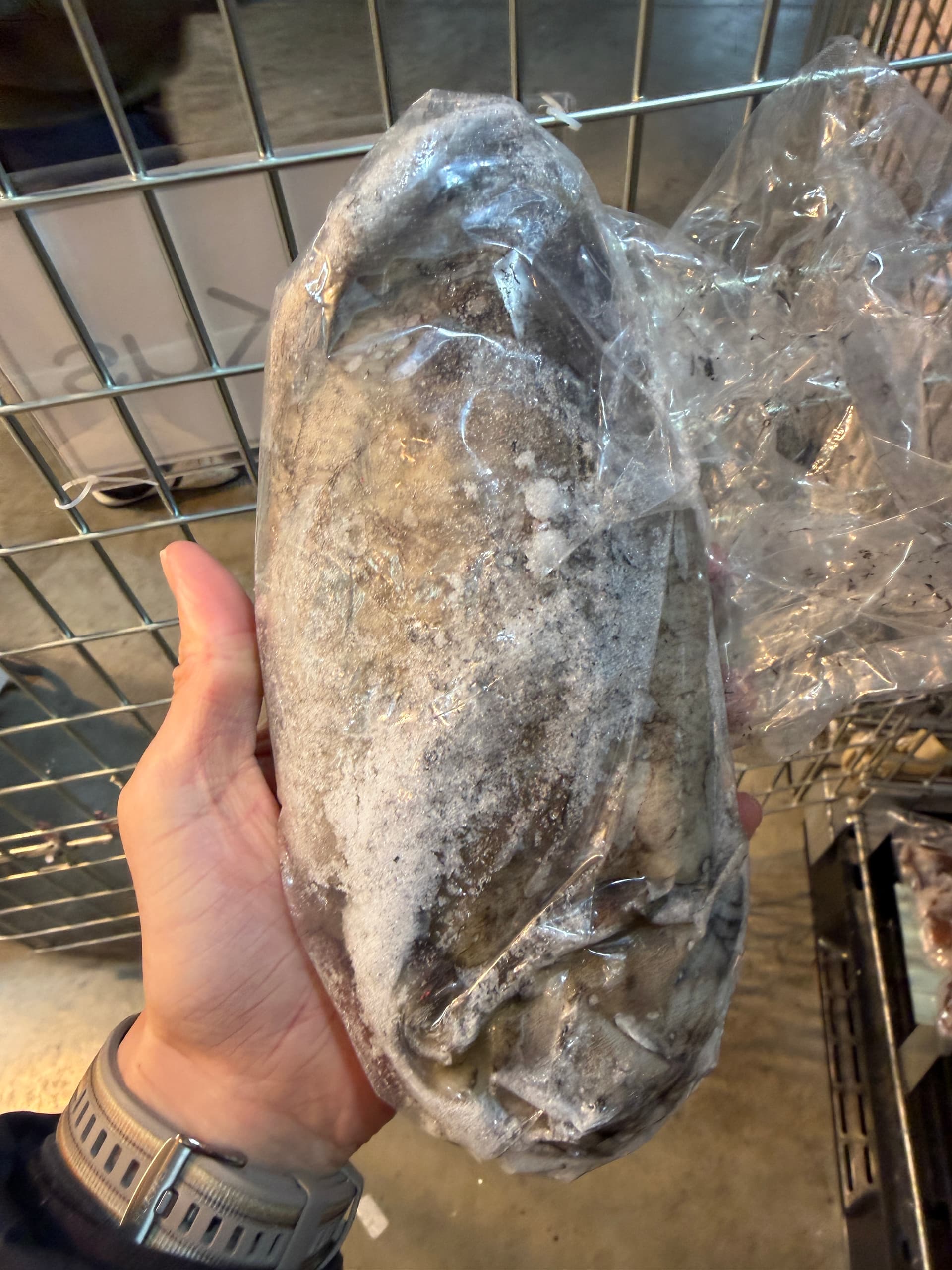 「江戸前」の由来はウナギだった——江戸の魚譜が書いた産地と学名