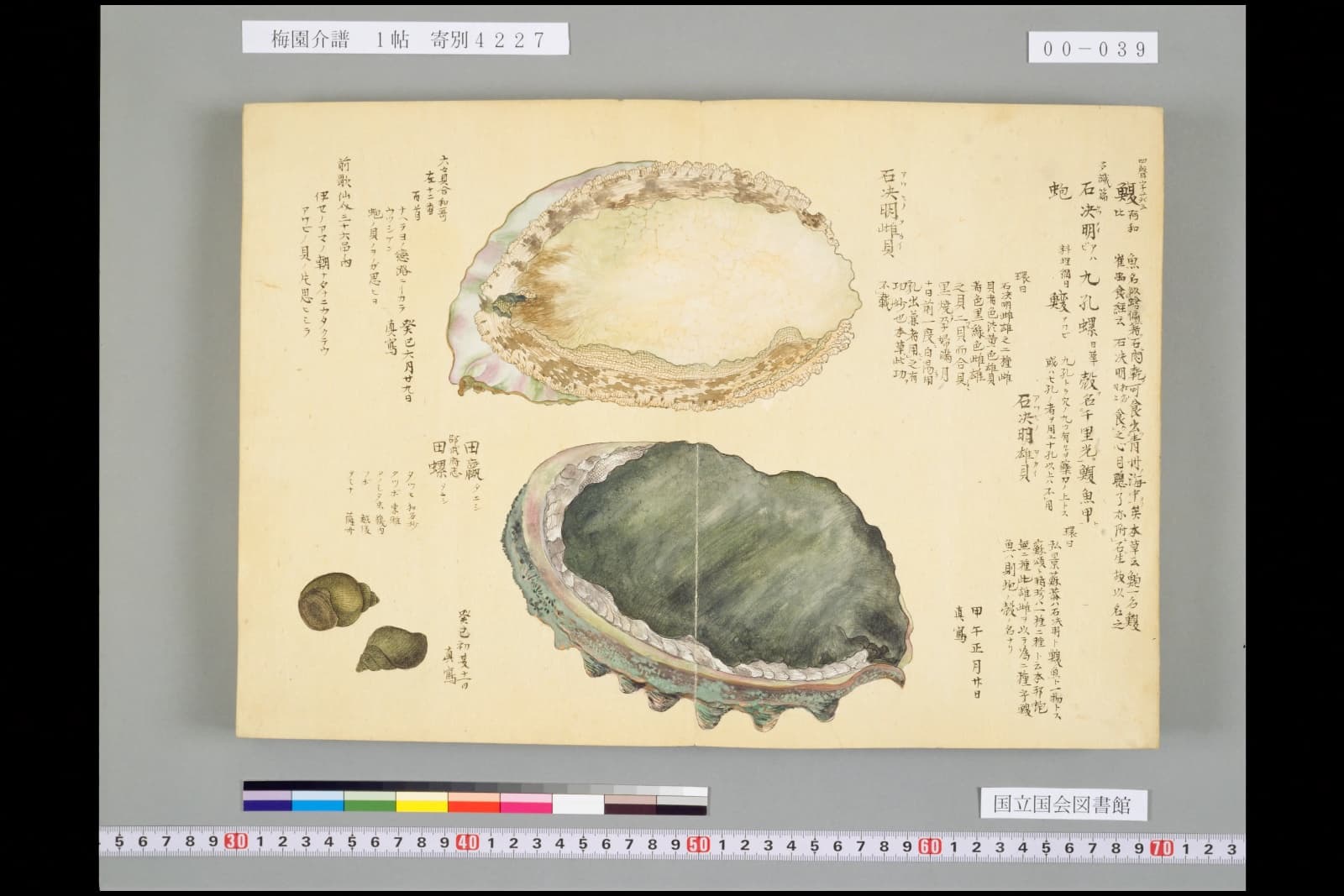 『梅園介譜』1帖のアワビの彩色図。上に殻の内側、下に外側を描き分けている
