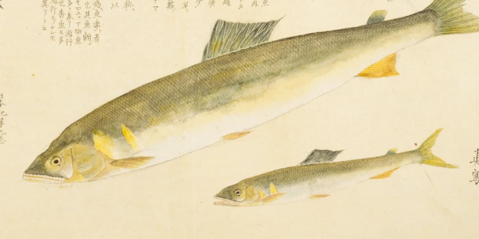 『梅園魚品図正』2帖に描かれたアユの彩色図。大小2尾