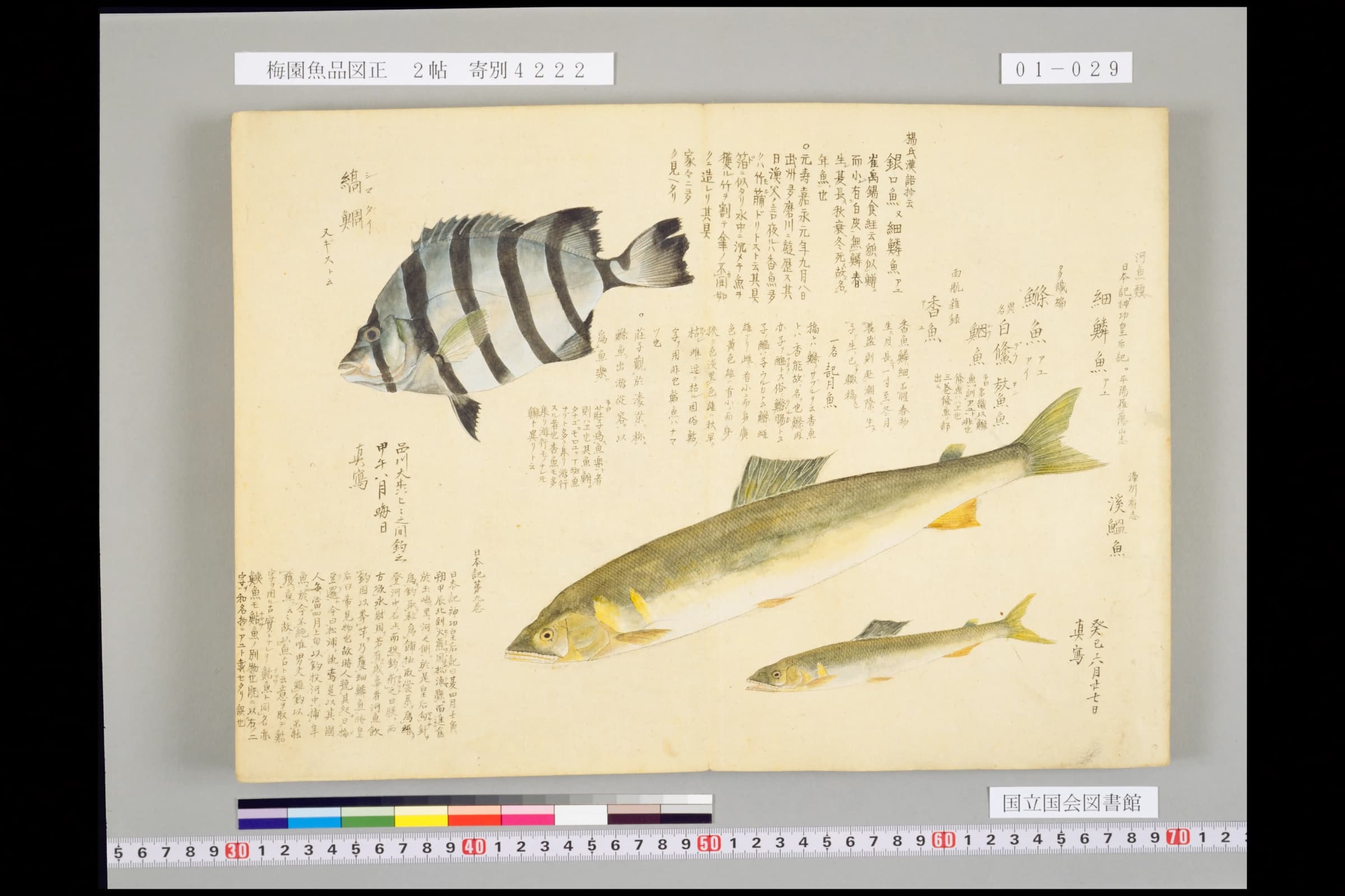 『梅園魚品図正』2帖 コマ29の全図。上に縞鯛、下にアユ大小2尾、周囲に異名と書き込み