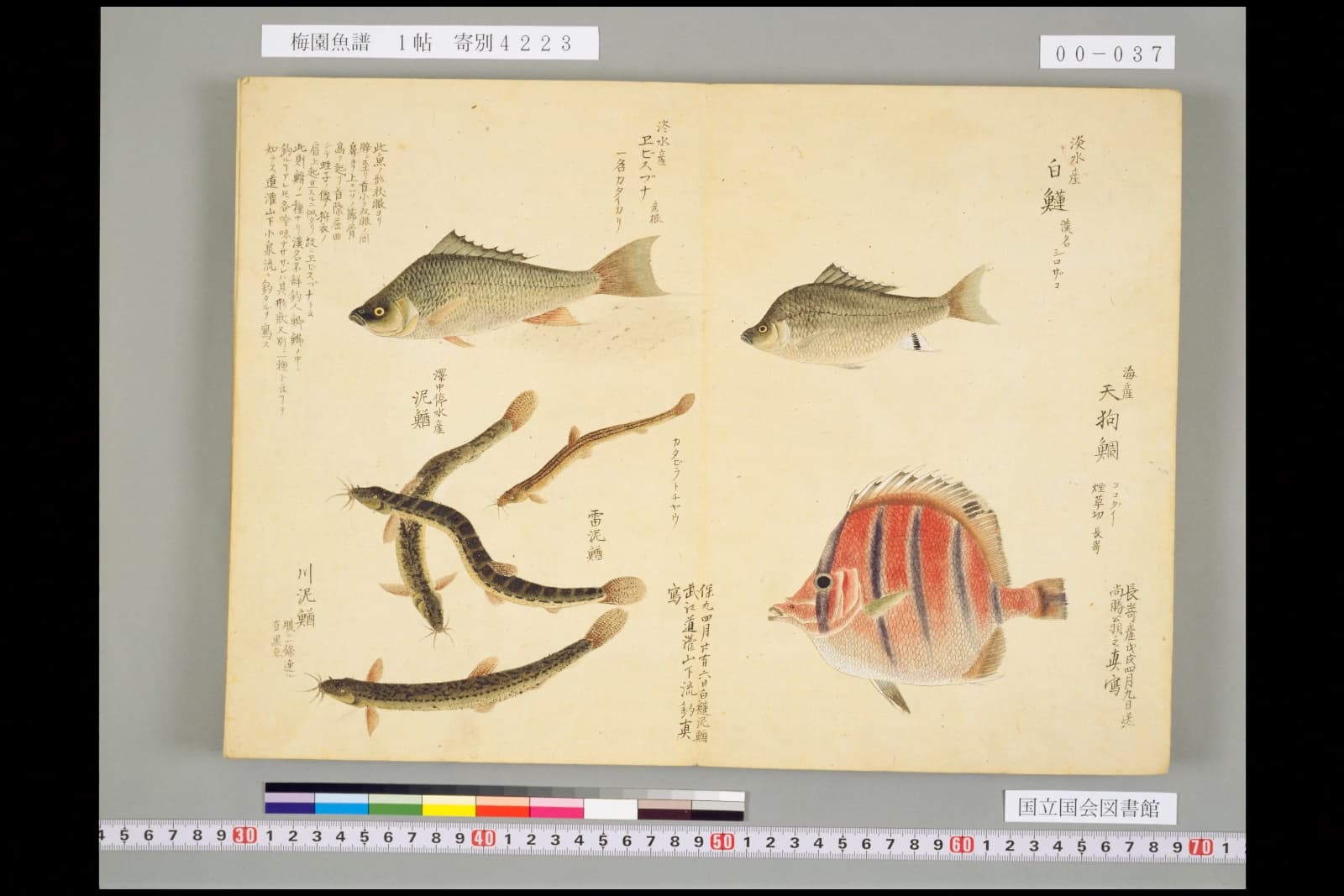 『梅園魚譜』巻三に描かれたドジョウ三尾。左下が「川泥鰌」、中央が「雷泥鰌」