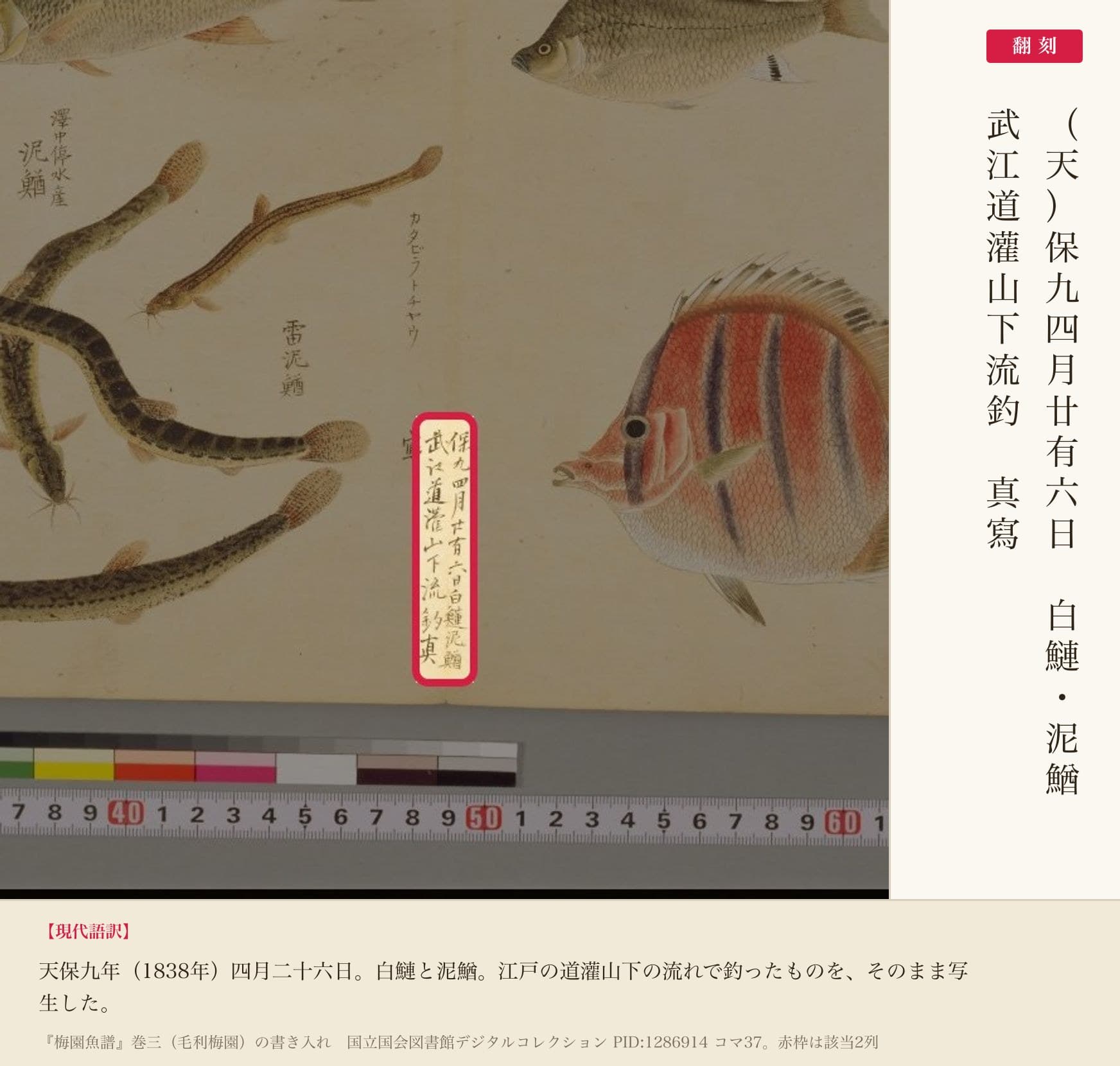 『梅園魚譜』巻三のドジョウ図と、写生の日付・場所を記した書き入れ2列の翻刻