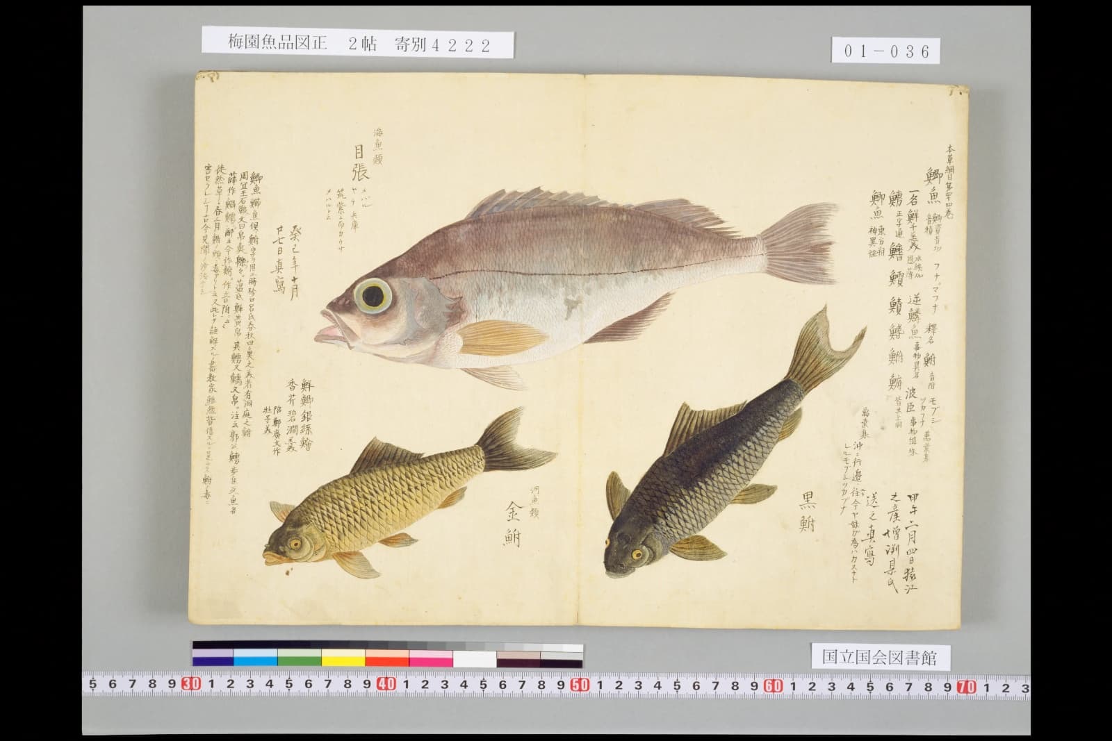 『梅園魚品図正』2帖より。上にメバル、下に「金鮒」と「黒鮒」が並ぶ