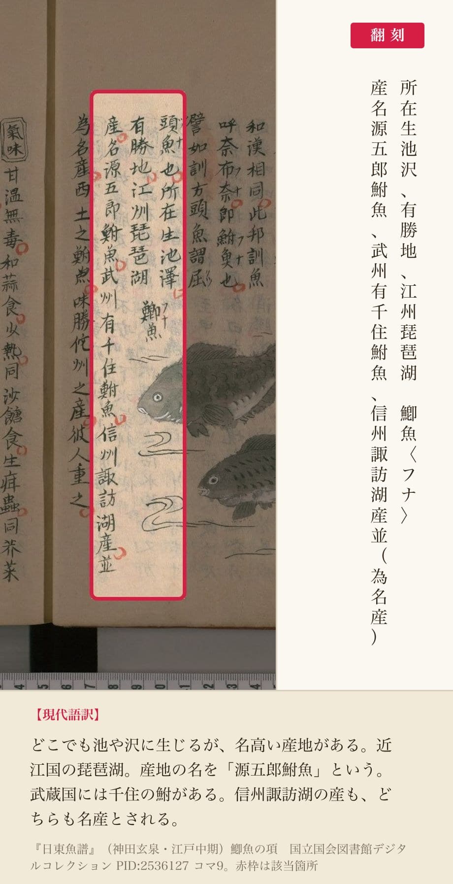 『日東魚譜』鯽魚(フナ)の項。産地の名として「源五郎鮒魚」が挙がる