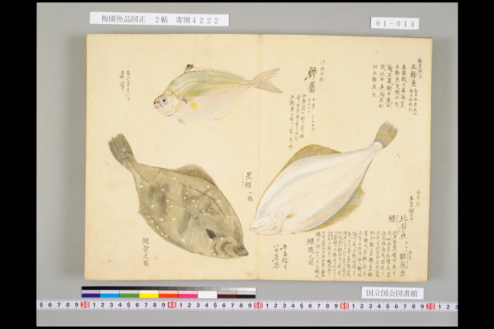 『梅園魚品図正』2帖より、左下が「鰈背之図」、右が「鰈腹之図」