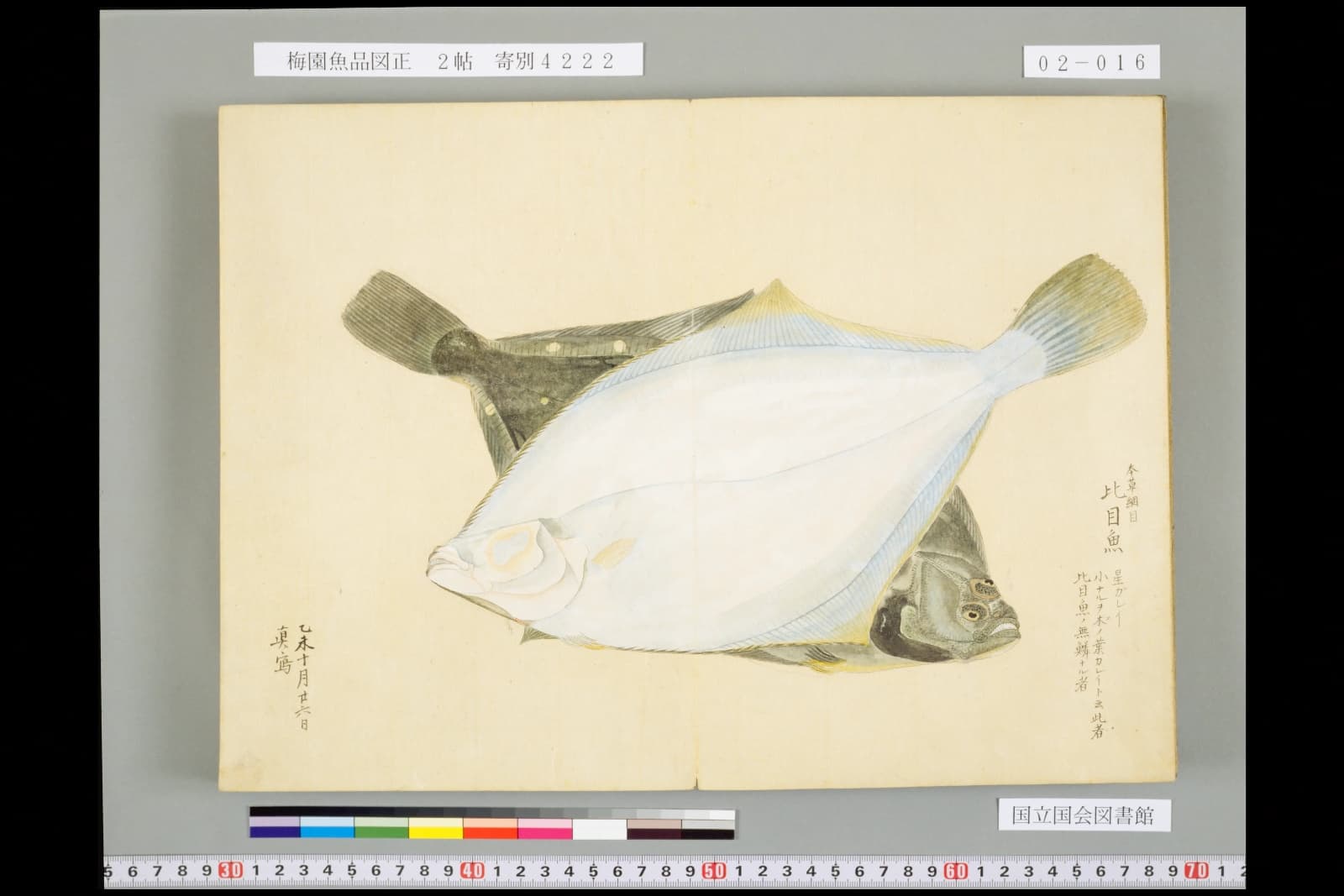 『梅園魚品図正』2帖より、星カレイ。手前が白い面、奥に黒い面が重ねて描かれている