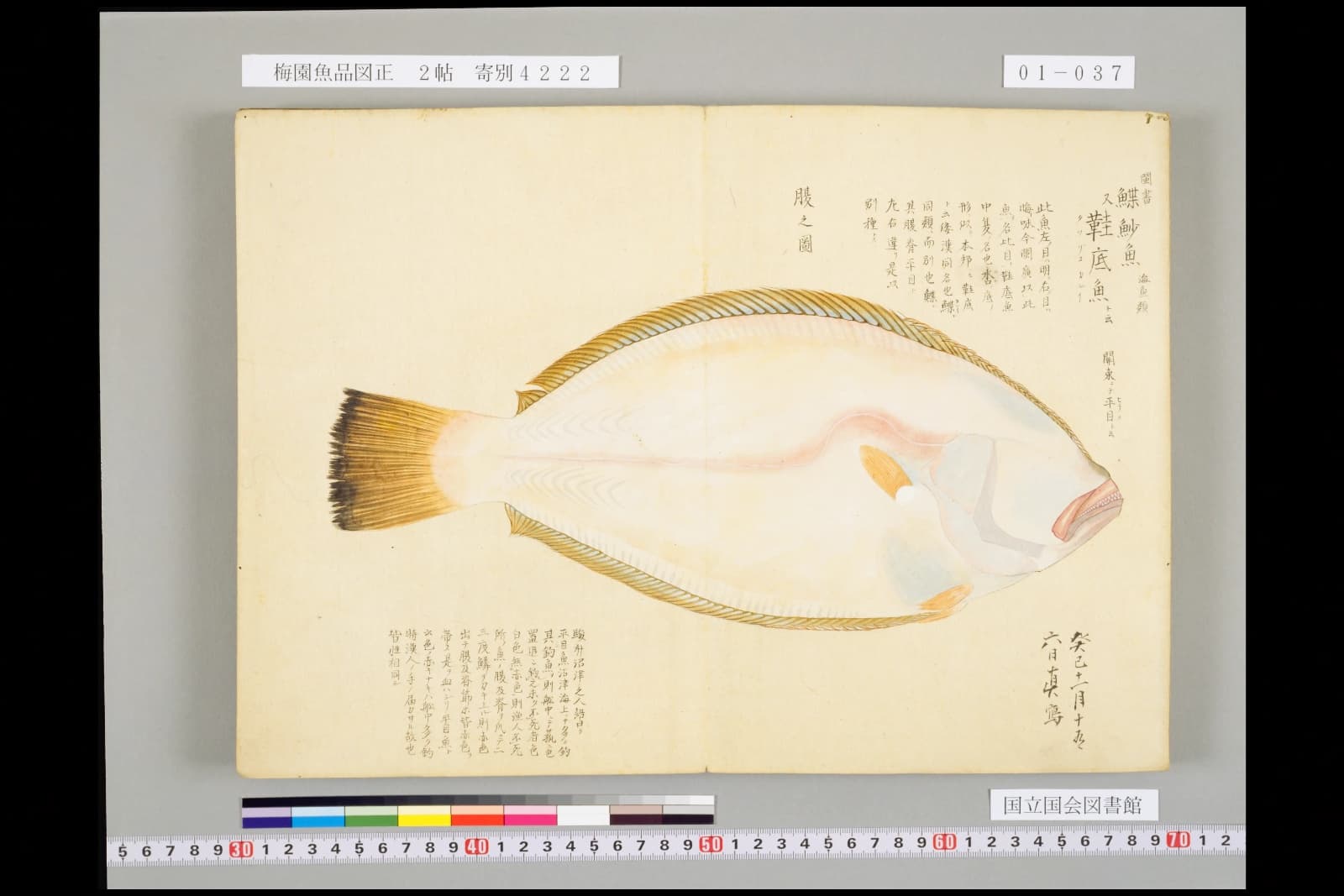 『梅園魚品図正』2帖より、見開きに描かれた「腹之図」。目のない側の真っ白な面