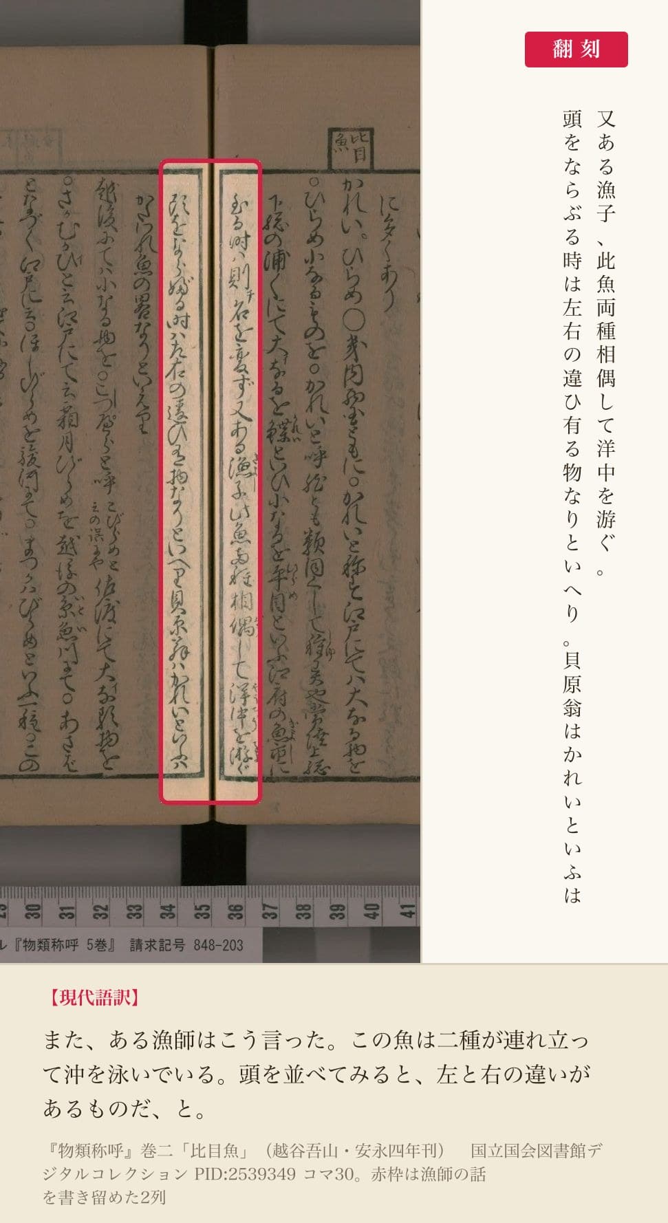 『物類称呼』巻二「比目魚」の、漁師の話を書き留めた2列と翻刻